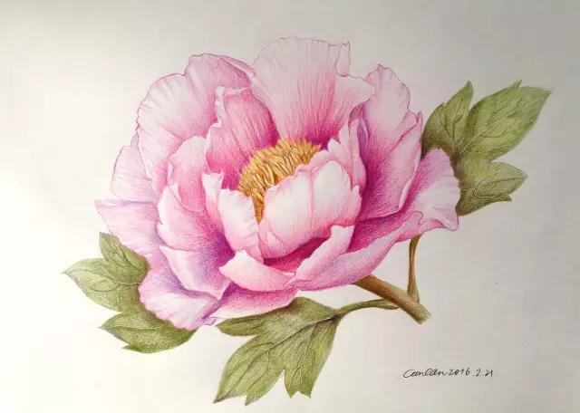 彩色铅笔画牡丹花手绘过程丨彩铅花卉图文教程