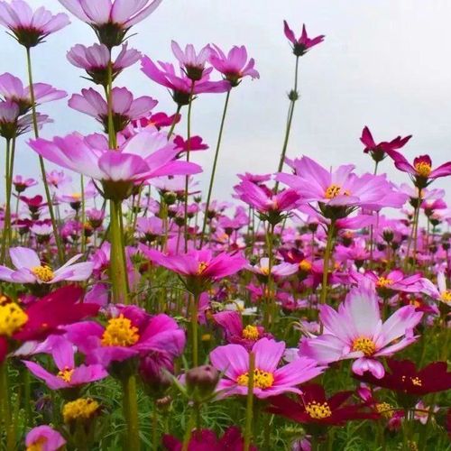 波斯菊格桑花种子销售 波斯菊种植简单芽率高 价格实惠