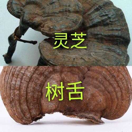 不认识灵芝的一定要看,灵芝和树舌太像,很多人因此上当受骗