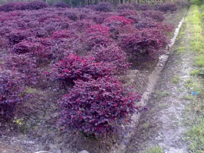 红花继木球价格是多少 红花继木球栽培技术