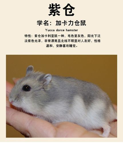 水族大师 仓鼠活体 布丁 银狐 紫仓 三线 宠物仓鼠宝宝小鼠小宠活体