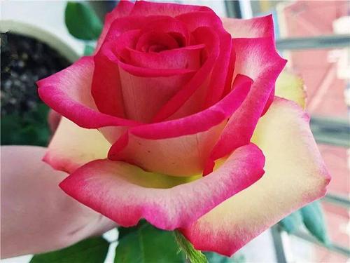 类别:中大型灌木月季. 开花频率:多季节开花.