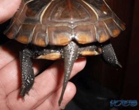 看尾巴,这是公的