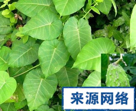 【别名】奶浆藤