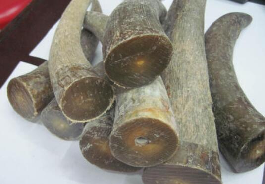 最快鉴定犀牛角的方法鉴定犀牛角的技巧教程