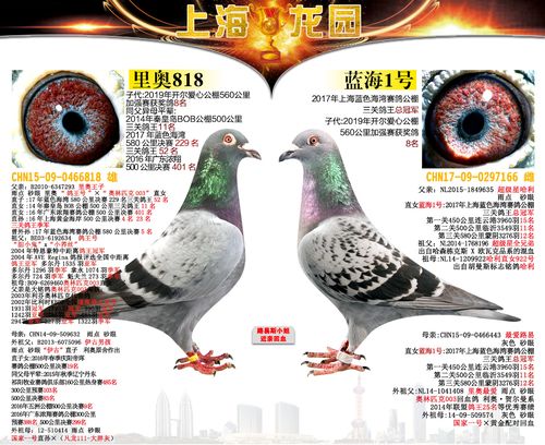 19年开尔爱心棚加赛获奖8名配对