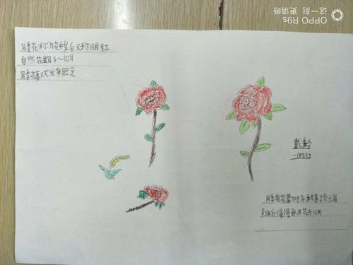 暑假作业榜:月季花的生长介绍,月季花原产于中国,栽培