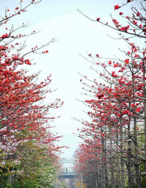 欣赏一组木棉花美图,送一树红红火火给你.