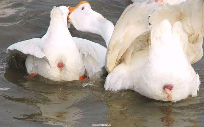 村霸大鹅到底有多恐怖?老虎直接被吓尿了.