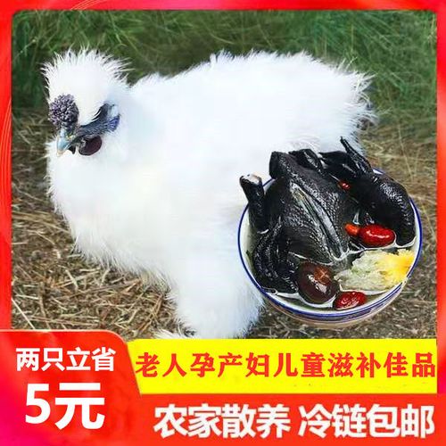【亏促】散养乌鸡老母鸡土鸡公鸡草鸡笨鸡月子鸡活体整柴鸡乌骨鸡