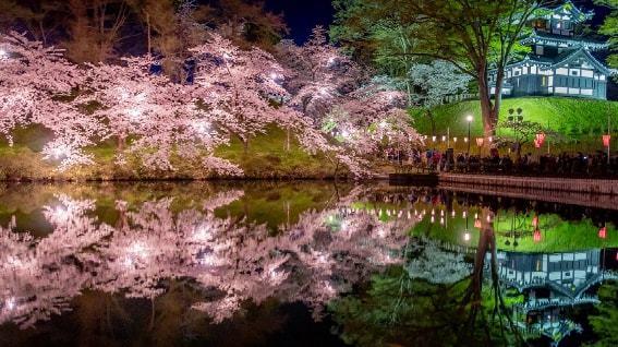 日本2022年樱花开花预报出炉盘点那些大家都爱去的赏樱名地