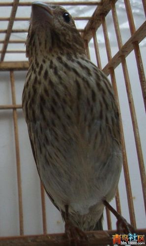 青麻料鸟分公母图片