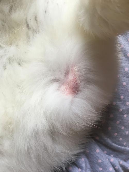 兔子后腿上掉了毛是真菌还是螨虫?
