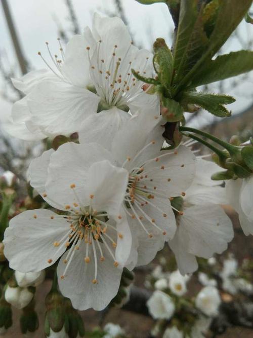 大樱桃开花季,请评论一个你吃过好吃口感好的大樱桃有哪些?