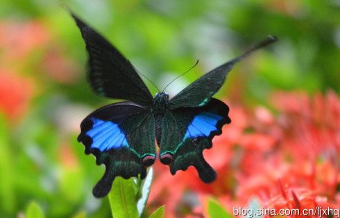 蓝凤蝶简笔画