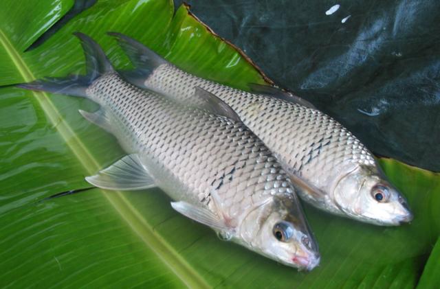 钓土鲮鱼用什么饵料好?土鲮要怎么钓?