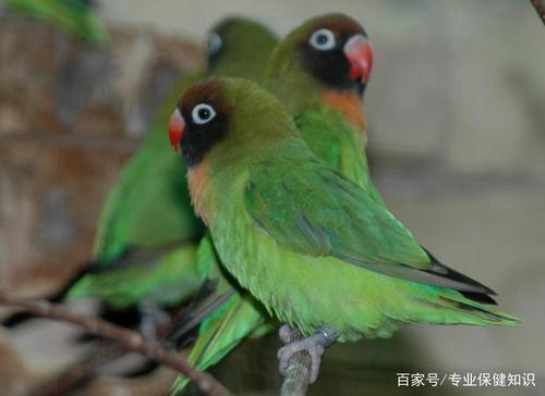 黑脸情侣鹦鹉好看的壁纸:颈部为橘色!