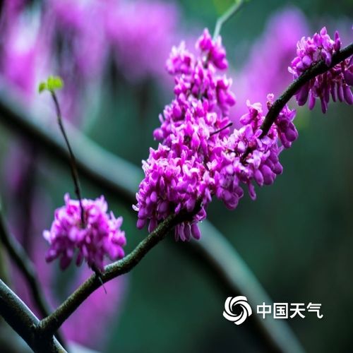 雨中紫荆花清丽脱俗 重庆上演紫色梦幻
