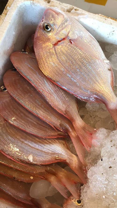 野生海钓红立鱼40/斤.规格2-3条一斤《大条》