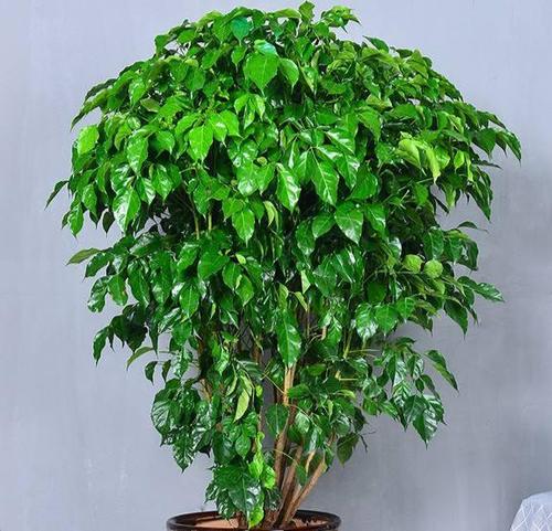 幸福树是落叶还是常绿植物?幸福树这样养更枝繁叶茂