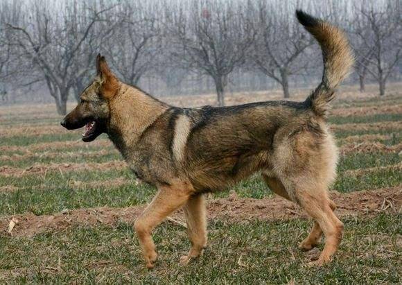 狼狗是什么品种