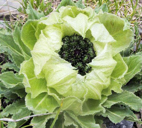 天山上的珍贵药材--雪莲  雪莲又名:天山雪莲,雪荷花,大苞雪莲等,主要