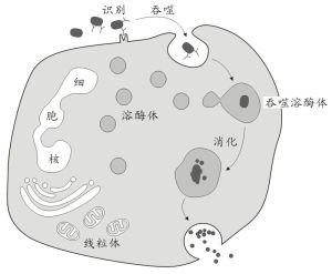 概述/吞噬细胞 编辑 吞噬细胞(phagocytes)主要包括单核吞噬细胞