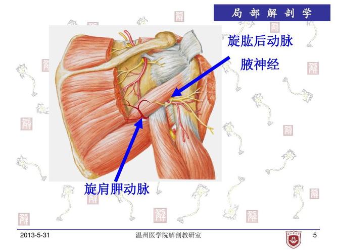 ppt  局部解剖学课件 局 部 解 剖 学 旋肱后动脉 腋神经 旋肩胛动脉