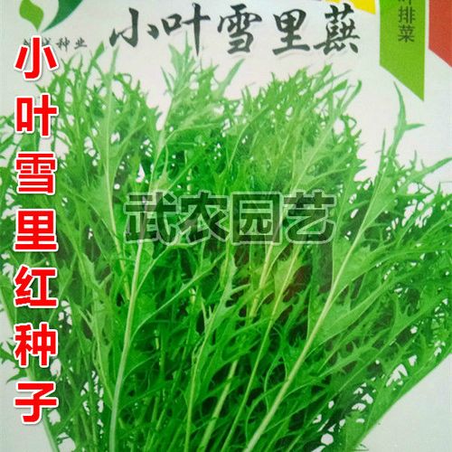 雪里蕻种子小叶雪里红雪菜金丝芥菜咸菜秋季青菜蔬菜