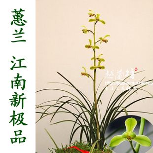 兰花包邮蕙兰精品 【江南新极品】2苗起拍