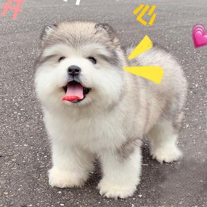 纯种熊版阿拉斯加幼犬雪橇犬血统犬活体家庭陪伴犬巨大型宠物狗狗