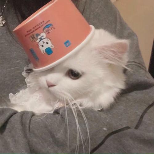 搞怪可爱头像金