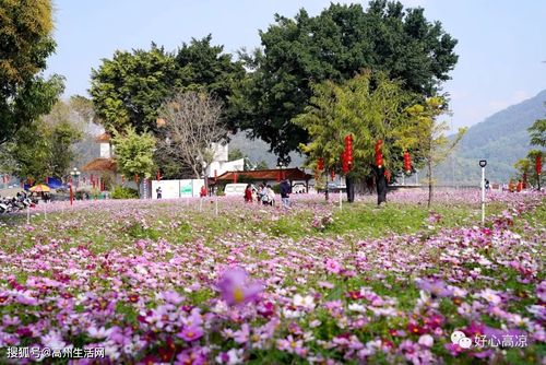 高州这条明星"网红村"每天吸引3万人打卡_分界镇