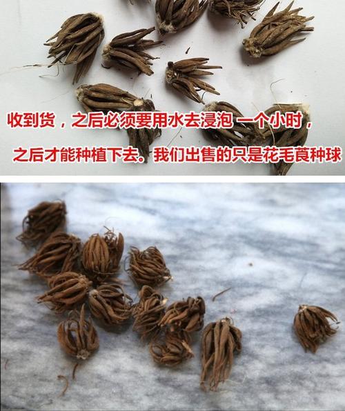 花毛莨种球种根盆栽花卉种子波斯花毛茛植物球根芹叶洋牡丹花_7折现价