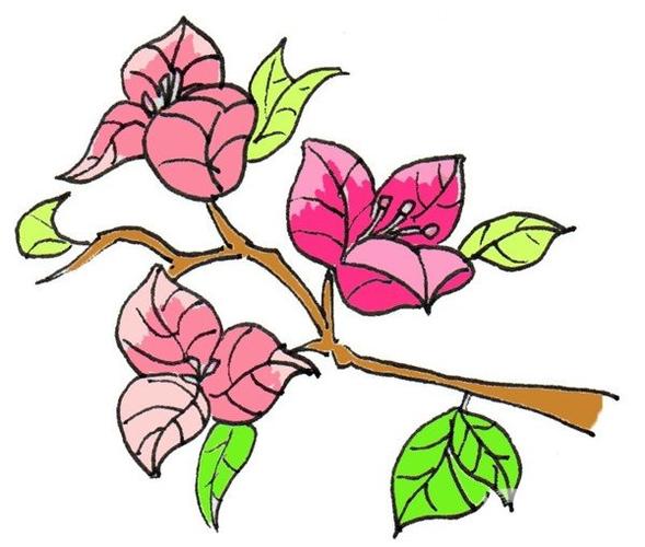 卡通画三角梅的绘画步骤