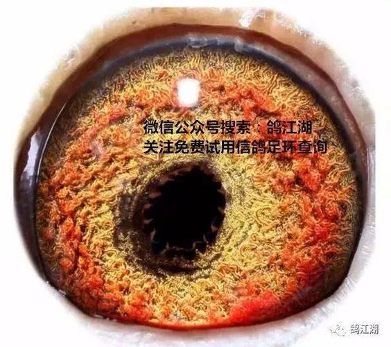 【经验派】养鸽子的你绝对没见过(内线口)