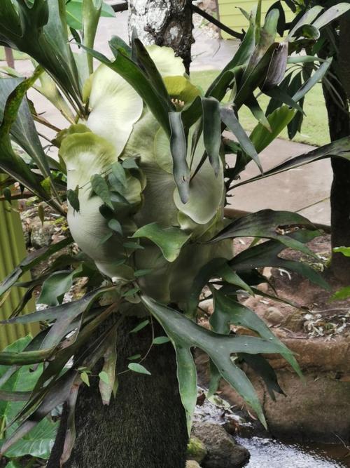 菠萝蜜树干上的寄生孢子植物