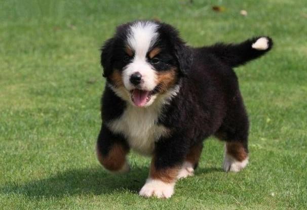圣伯纳幼崽 圣伯纳犬 圣伯纳狗幼犬 纯种 圣伯纳犬幼犬