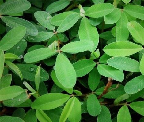 扁蓄的功效与作用是什么