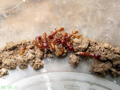 发现东方植食行军蚁