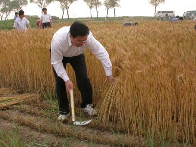 市领导下乡为贫困农户收割小麦