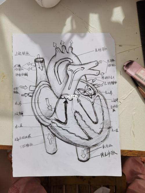 医学体循环_绘画_文化_绘画