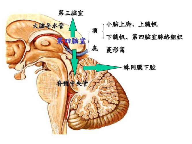 第三脑室 大脑导水管 顶 下髓帆,第四脑