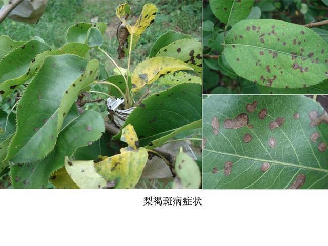 秋季多雨,田间湿度大,注意提早预防梨褐斑病,做好2点