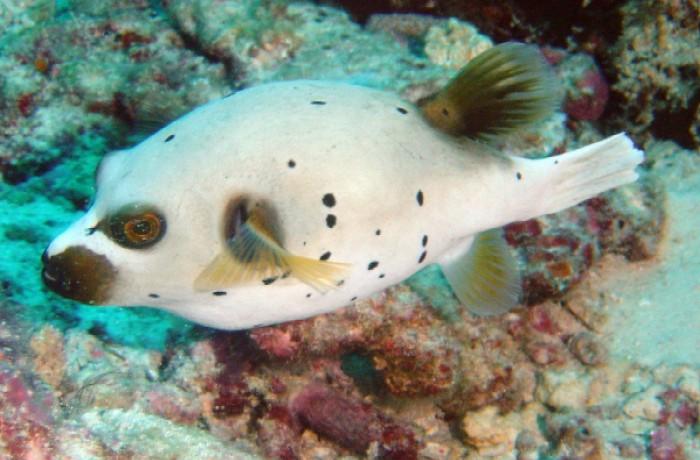 斑点狗头     学名   四齿鲀科     tetraodontidae     叉鼻鲀属