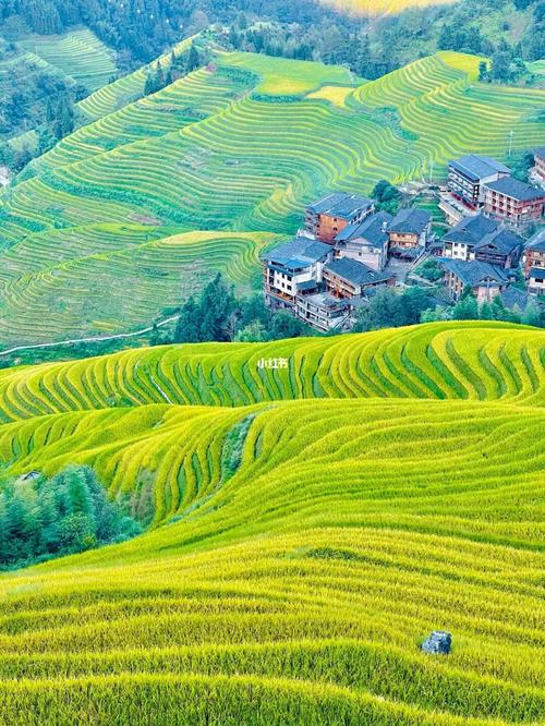 龙脊梯田_抹茶_景点_千层_旅行_龙脊梯田风景名胜区-千层天梯攻略