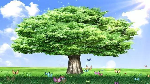 若真的能变成一棵树,我也没那麽多奢望,只愿能高兴时开花,伤心时落叶!