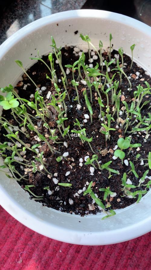 满天星种子发芽了_满天星_家居家装_家居装饰