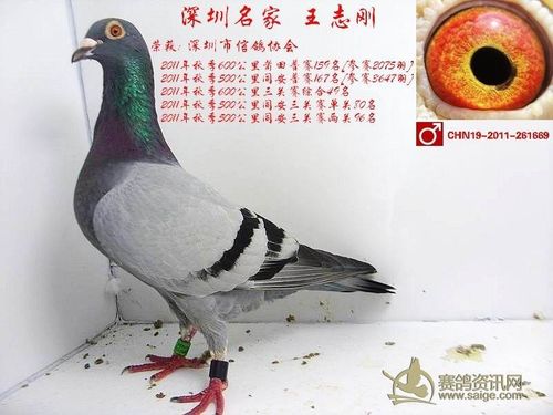广东省深圳市信鸽协会比赛名称:2011年秋季600公里莆田司放日期:2011