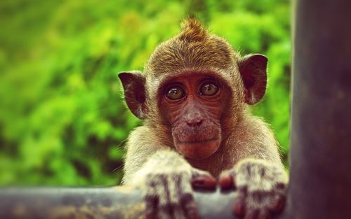 可爱的小猴子图片壁纸2